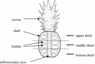 217_2009_1207_Fig1_HTML.gif