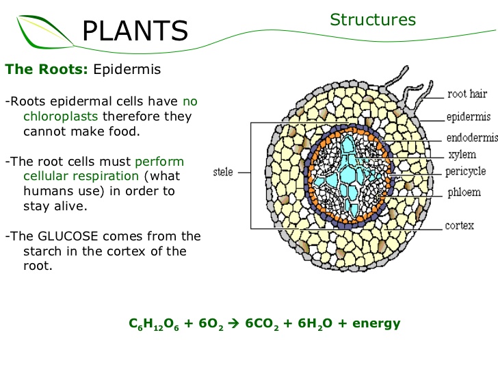 01-plants-part-2-slideshare-23-728.jpg