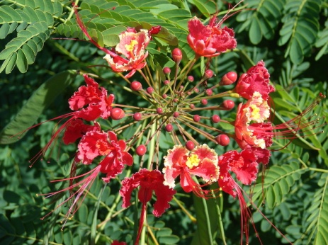 1200px-Starr_061111-1568_Caesalpinia_pulcherrima.jpg