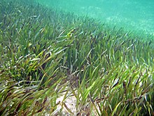 220px-Thalassia_testudinum_(turtle_grass)_(South_Pigeon_Creek_estuary,_San_Salvador_Island,_Bahamas)_3_(15859724719).jpg