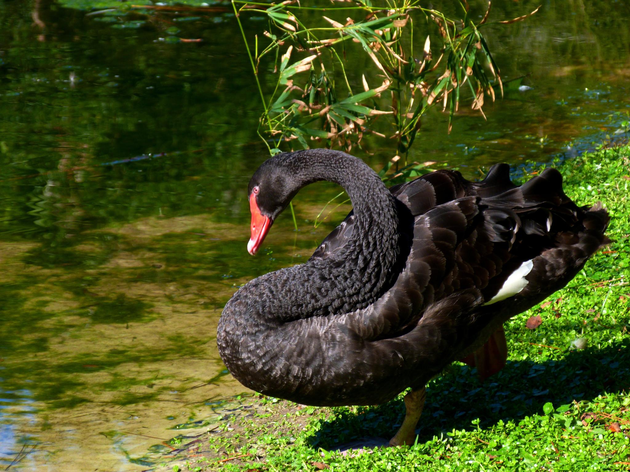 Brevard_Zoo_Australian_Animals_-_Flickr_-_Rusty_Clark_(1).jpg