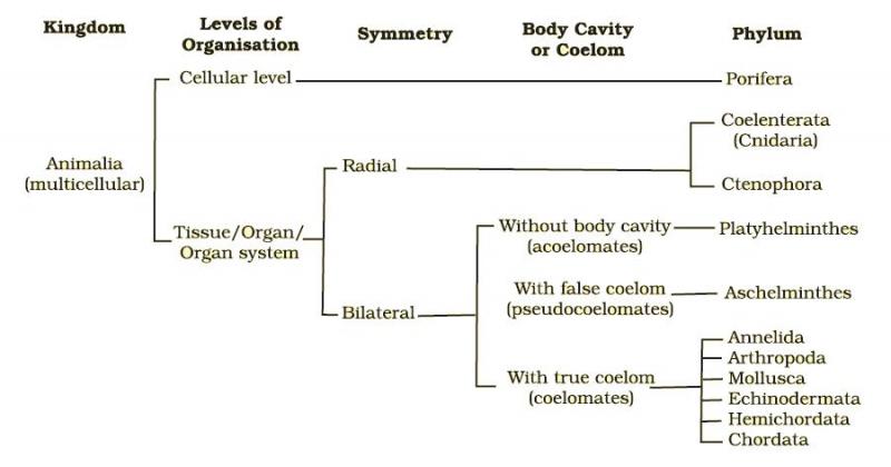 classification of kingdom animalia.jpg