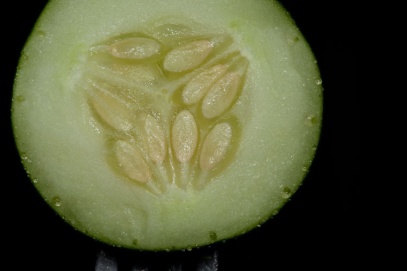 cuke-parietal.jpg