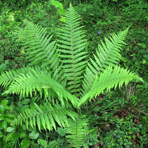 Dryopteris-filix-mas-7_800x.jpg