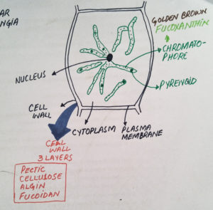 Ectocarpus-cell-structure-300x295.jpg