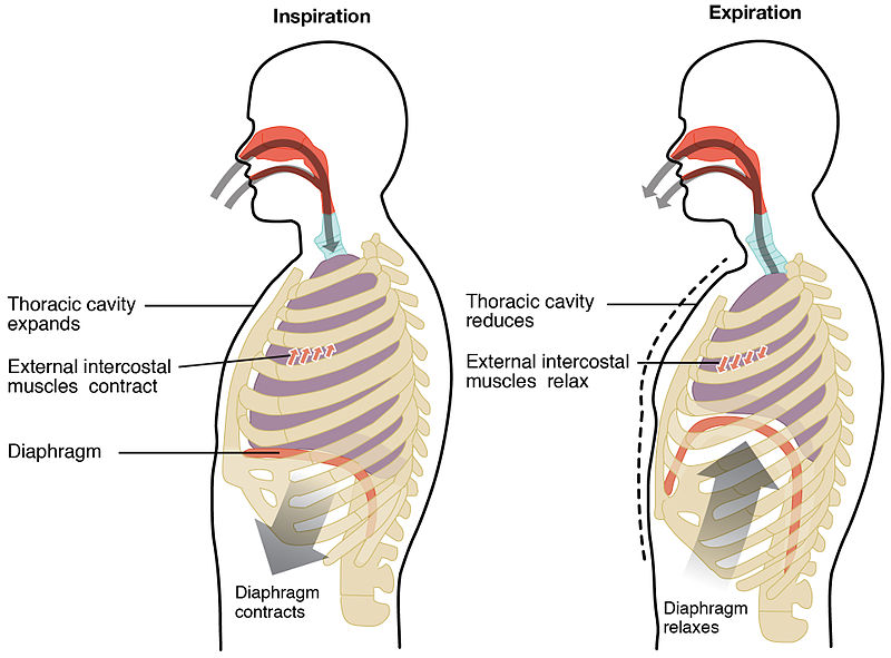 https://teachmephysiology.com/wp-content/uploads/2017/06/mechanics-of-breathing.jpg