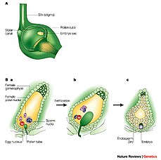 https://upload.wikimedia.org/wikipedia/commons/thumb/a/af/Double_Fertilization.jpg/229px-Double_Fertilization.jpg