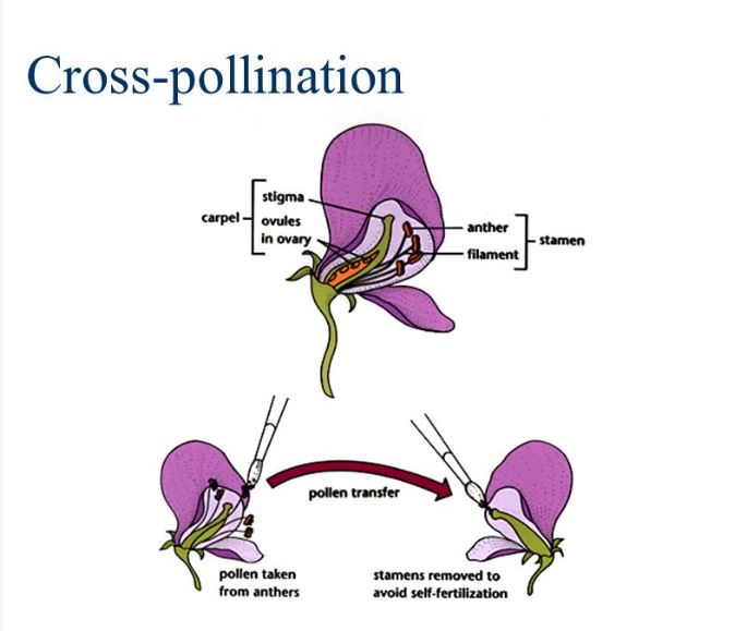 https://www.discoveryorganics.ca/site/wp-content/uploads/2016/06/cross-pollination.jpg