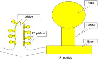 Image result for oxysomes