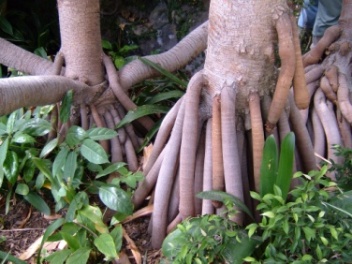 Image result for Stilt root flickr