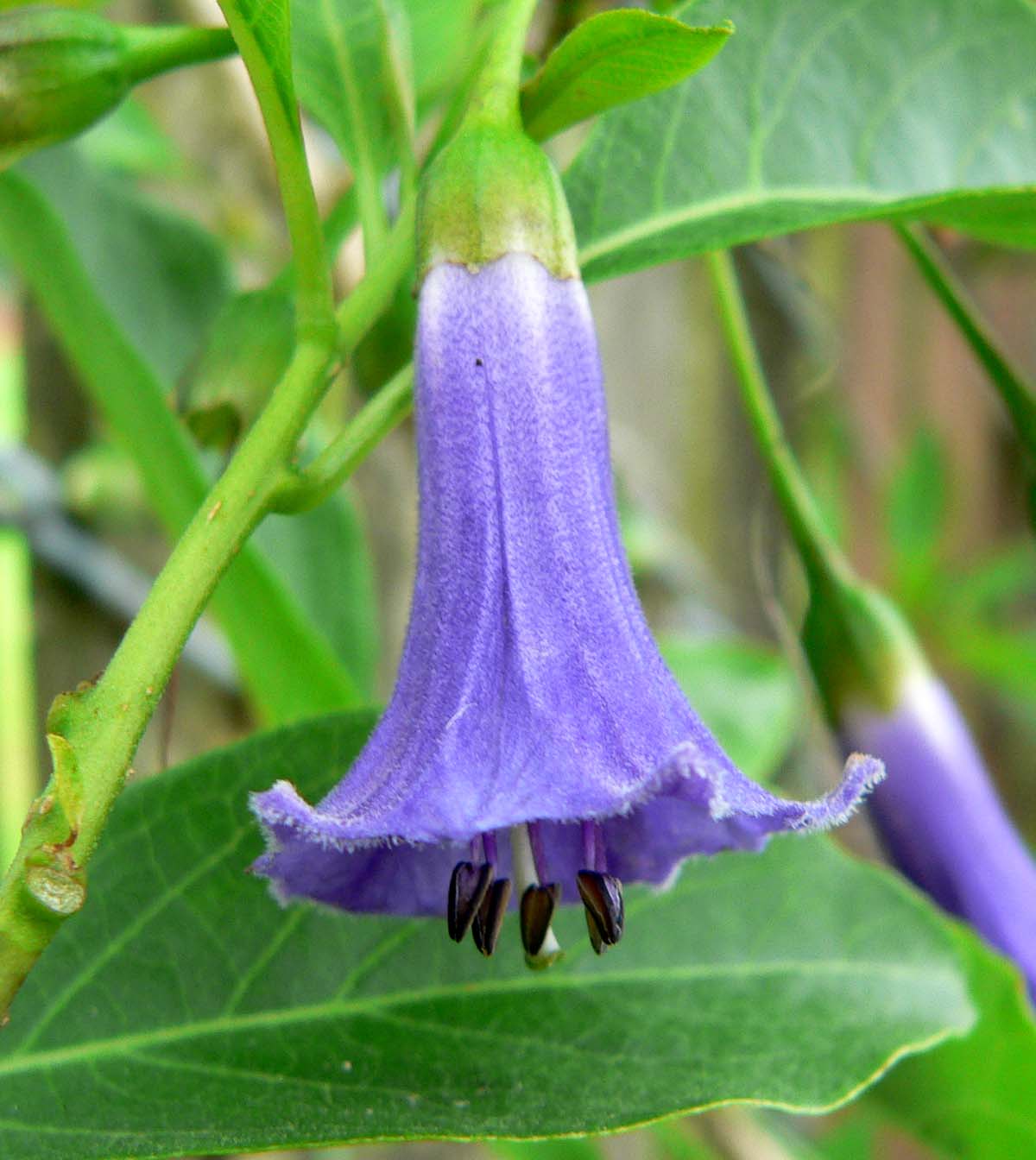 Iochroma_australe_1.jpg