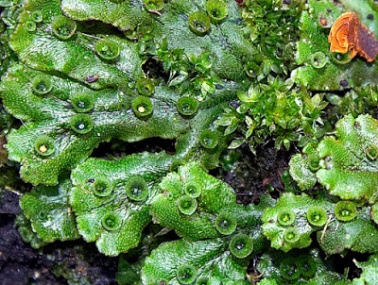 liverwort1bb.jpg