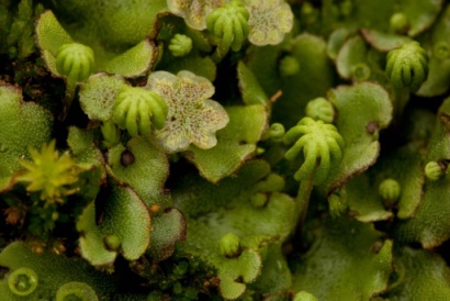 Marchantia-polymorpha-1024x683.jpg