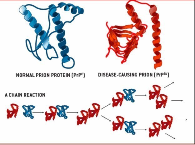 prion.jpg