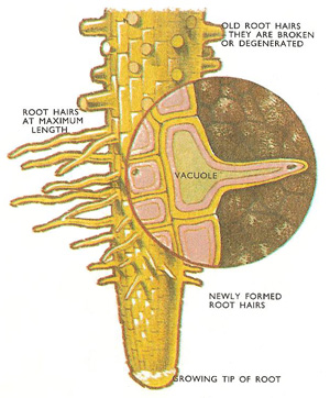 root_hairs.jpg