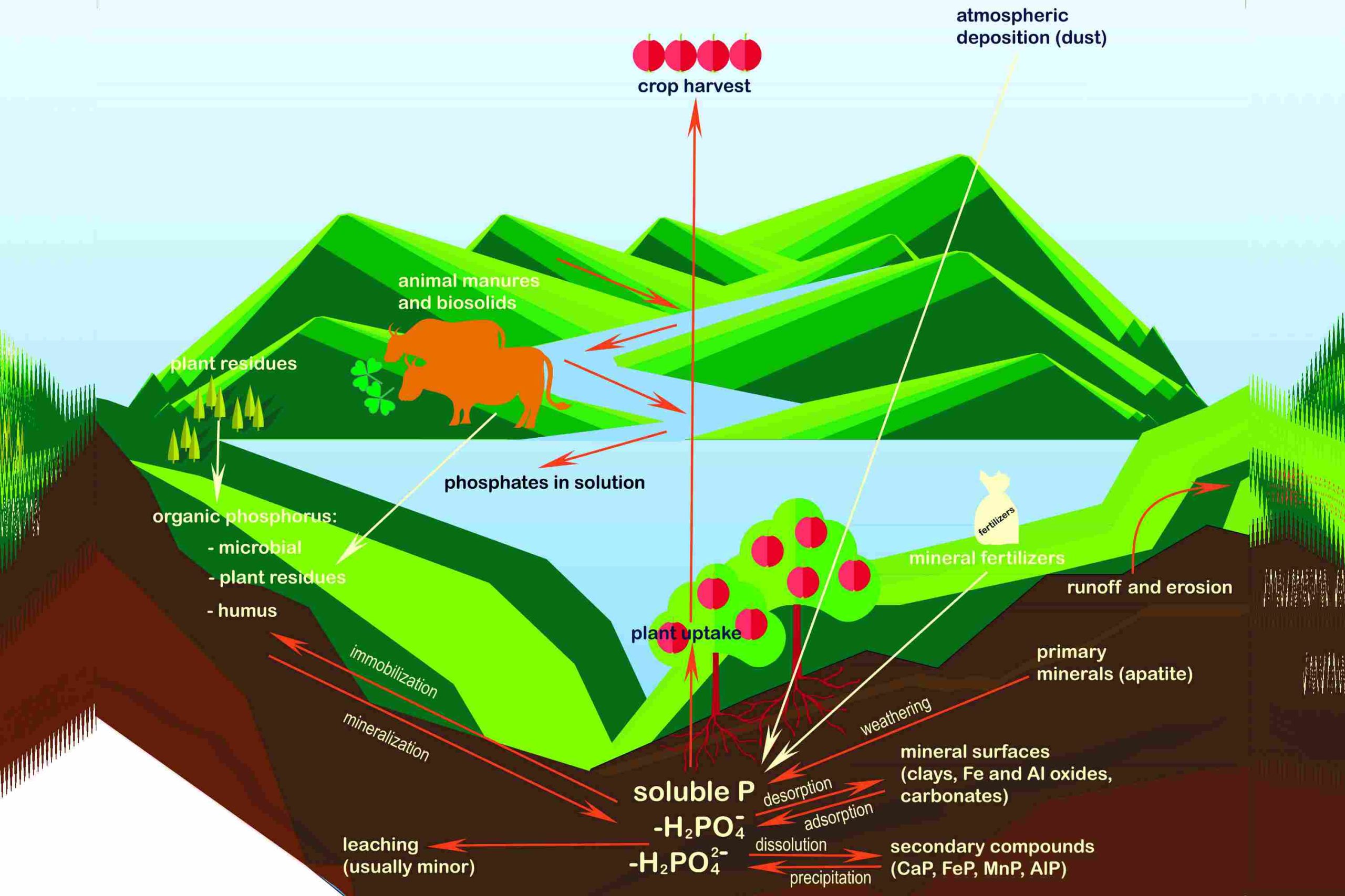 Schematic of the phosphorus cycle