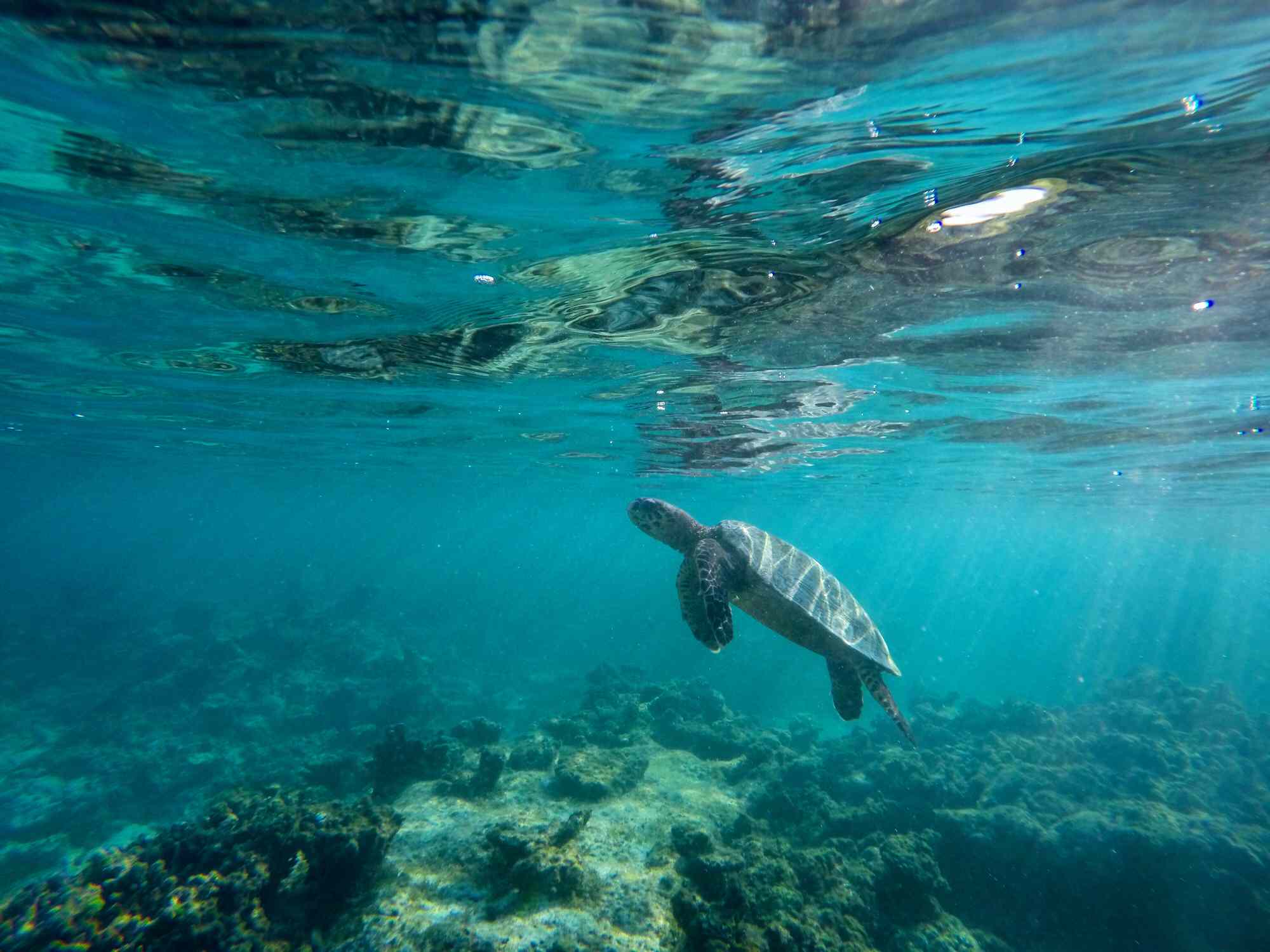 Sea turtle swimming underwater in the Indian Ocean in the Maldives