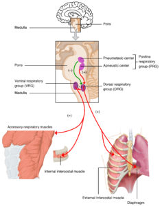 what is respiration