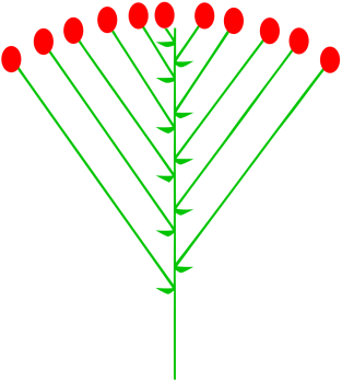 1200px-Schirmtraube_(inflorescence).svg.png