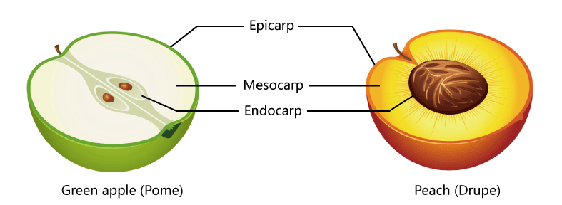 fruit-structure_apple-and-peach_en.png