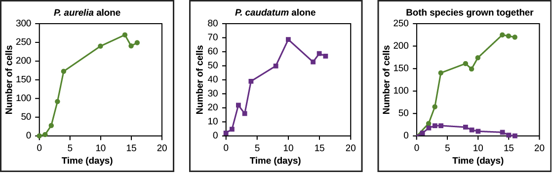 Graphs a, b, and c all plot number of cells versus time in days. In Graph (a), P. aurelia is grown alone. In graph (b), P. caudatum is grown alone. In graph (c), both species are grown together. When grown separately, the two species both exhibit logistic growth and grow to a relatively high cell density. When the two species are grown together, P. aurelia shows logistic growth to nearly the same cell density as it exhibited when grown alone, but P. caudatum hardly grows at all, and eventually its population drops to zero.