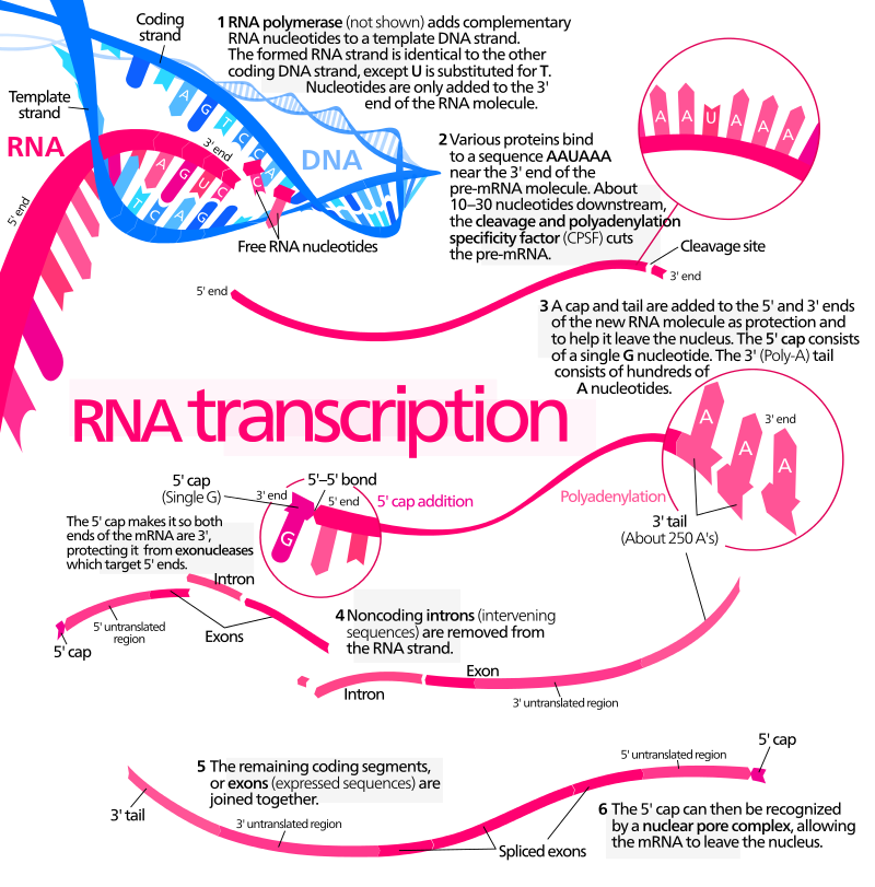 https://upload.wikimedia.org/wikipedia/commons/thumb/9/9b/MRNA.svg/800px-MRNA.svg.png