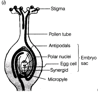 Image result for outbreeding devices wikipedia