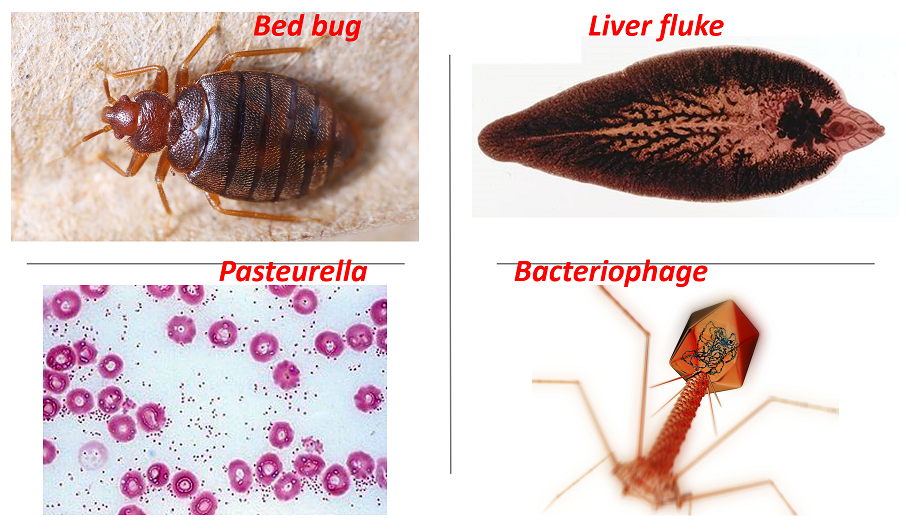 Image result for Parasitism population interaction