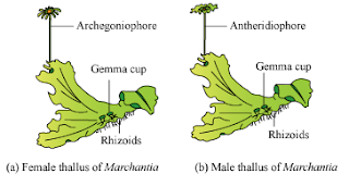 marchantia.png