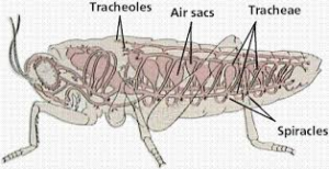 respiration in animals